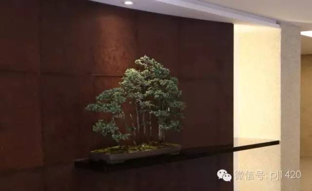 家中有一景，主人必富貴！ 
