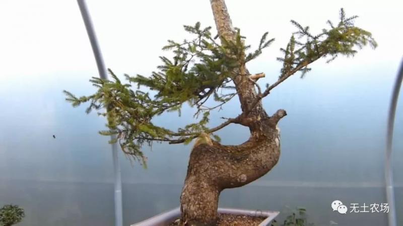 這個老外做盆景的技法還真不一樣，還有用火來烤的技法！ 