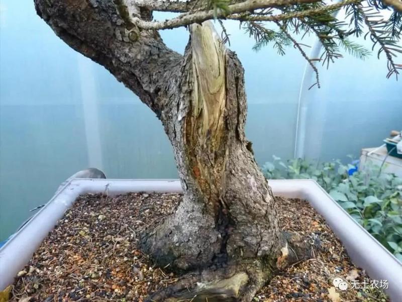 這個老外做盆景的技法還真不一樣，還有用火來烤的技法！ 