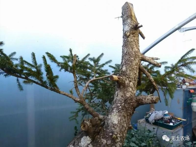 這個老外做盆景的技法還真不一樣，還有用火來烤的技法！ 