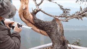 這個老外做盆景的技法還真不一樣，還有用火來烤的技法！ 