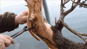 這個老外做盆景的技法還真不一樣，還有用火來烤的技法！ 