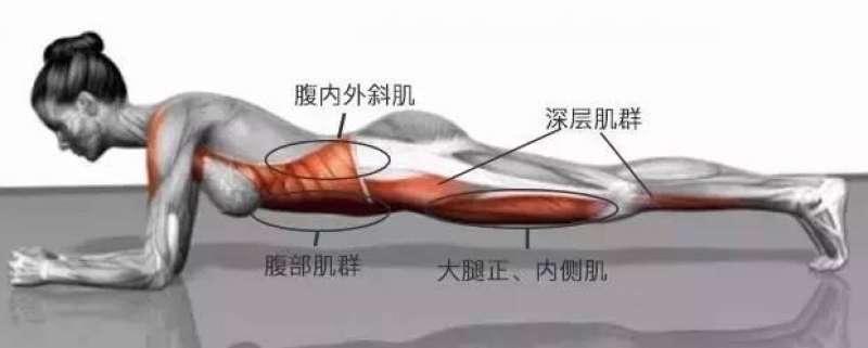 平板支撐一個月「贅肉全消」練出馬甲線　每天花你５分鐘順便紓緩肩頸酸痛 