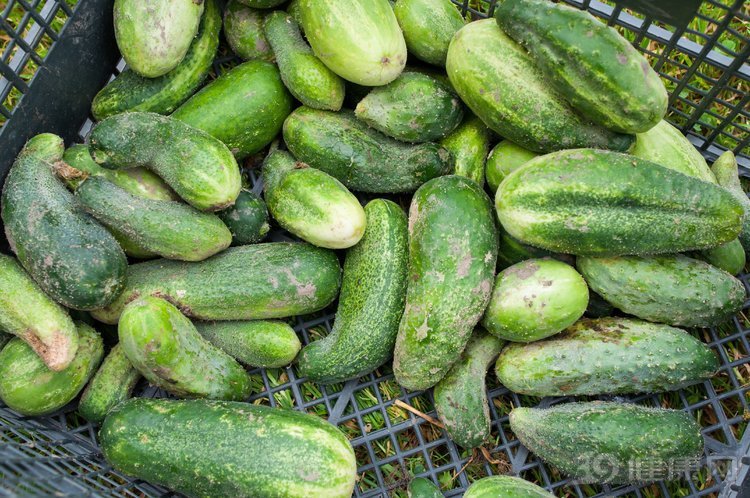 黃瓜是夏季果蔬的「王牌」！6個優點值得誇讚