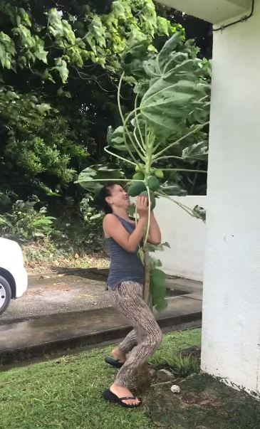 我的寶貝我來顧！泰國女子親自種木瓜樹2年　大風來襲「衝出屋外肉身保護」表情超浮誇XD 
