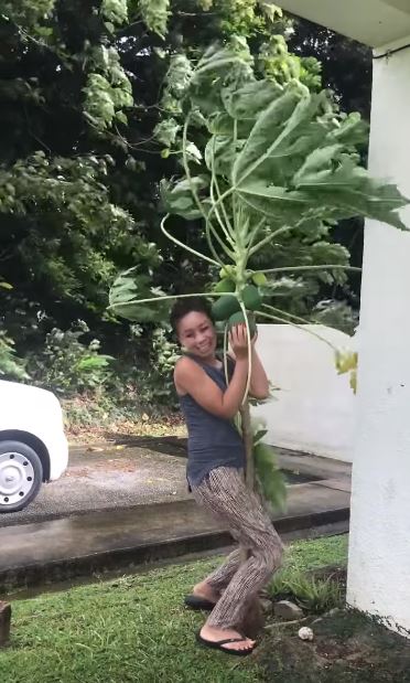 我的寶貝我來顧！泰國女子親自種木瓜樹2年　大風來襲「衝出屋外肉身保護」表情超浮誇XD 