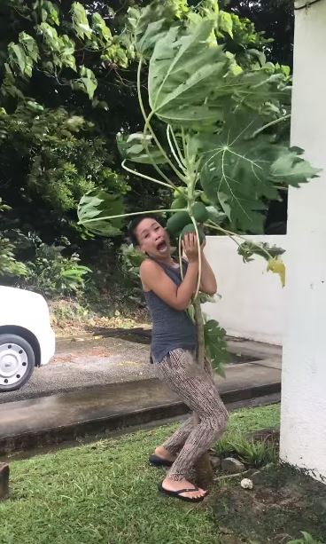 我的寶貝我來顧！泰國女子親自種木瓜樹2年　大風來襲「衝出屋外肉身保護」表情超浮誇XD 