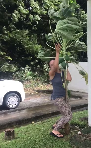 我的寶貝我來顧！泰國女子親自種木瓜樹2年　大風來襲「衝出屋外肉身保護」表情超浮誇XD 