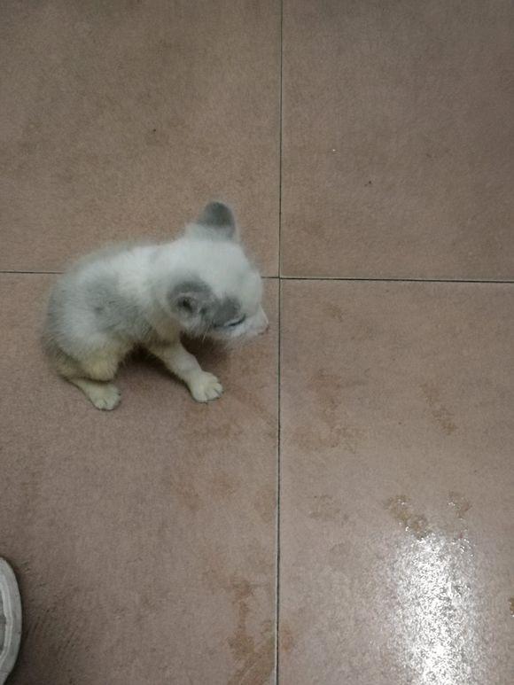 家裡跑來只狗狗，老公喜歡的不得了，老婆：它可能是個保護動物呢