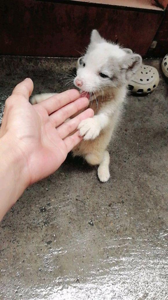 家裡跑來只狗狗，老公喜歡的不得了，老婆：它可能是個保護動物呢