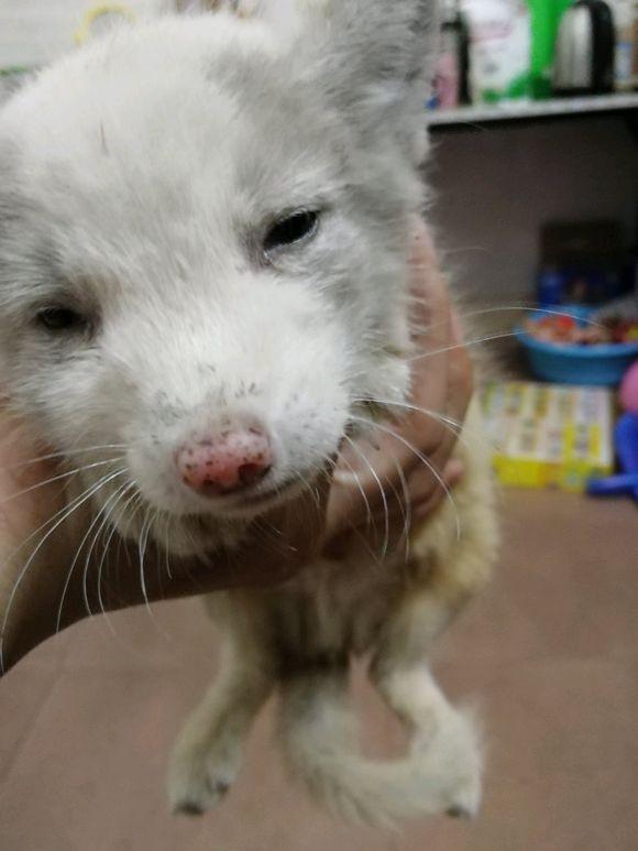 家裡跑來只狗狗，老公喜歡的不得了，老婆：它可能是個保護動物呢