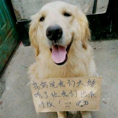 金毛掛著牌子在路邊討飯，沒想到看到上面的字時，女孩直接笑噴了