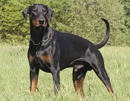 忠誠杜賓犬為保護主人，與四條眼鏡蛇同歸於盡！