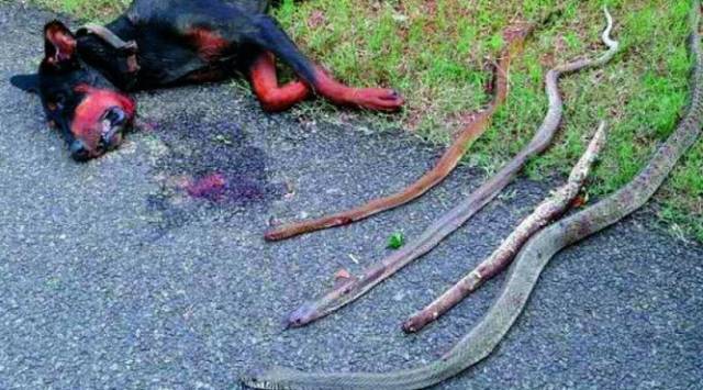 忠誠杜賓犬為保護主人，與四條眼鏡蛇同歸於盡！