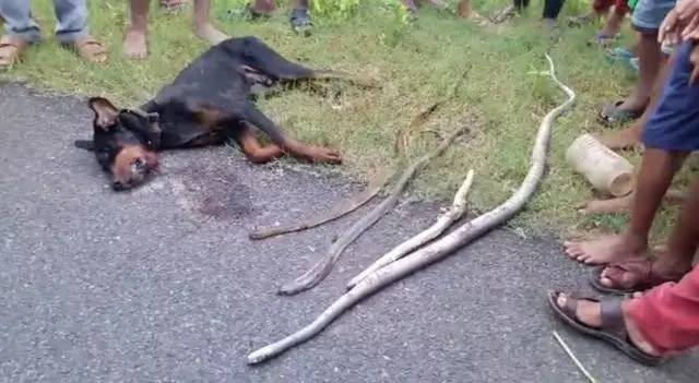 忠誠杜賓犬為保護主人，與四條眼鏡蛇同歸於盡！