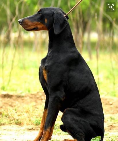 忠誠杜賓犬為保護主人，與四條眼鏡蛇同歸於盡！