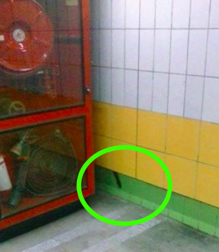 小喵被困5年...老爺爺「天天隔牆餵食」　破牆救出後眨眨眼睛：可以跟你回家嗎？ 