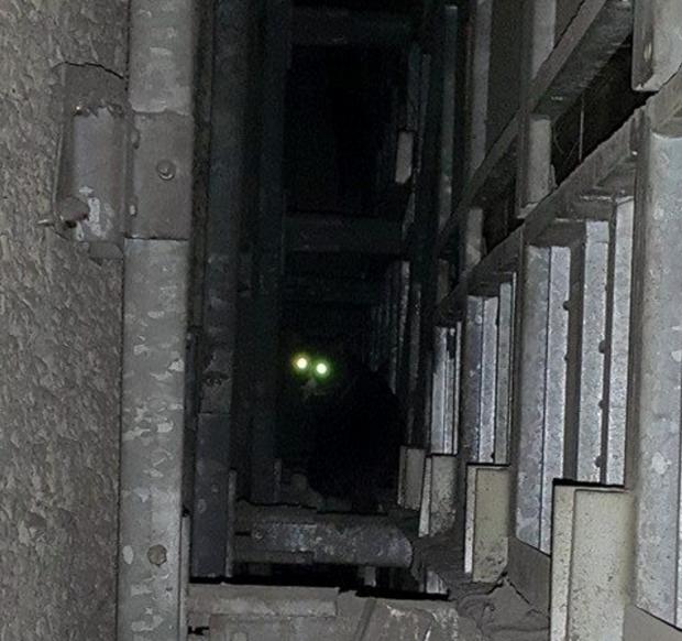 小喵被困5年...老爺爺「天天隔牆餵食」　破牆救出後眨眨眼睛：可以跟你回家嗎？ 
