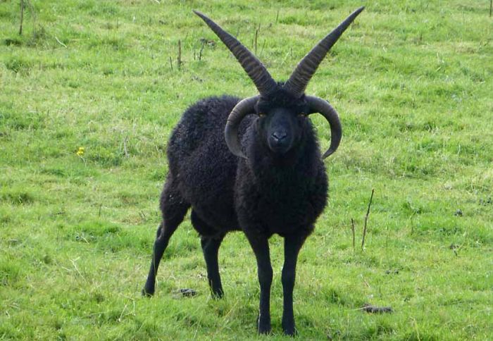 30隻平常一定都「在重金屬搖滾樂團兼差」的霸氣外露黑色系小動物！