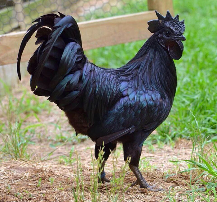 30隻平常一定都「在重金屬搖滾樂團兼差」的霸氣外露黑色系小動物！