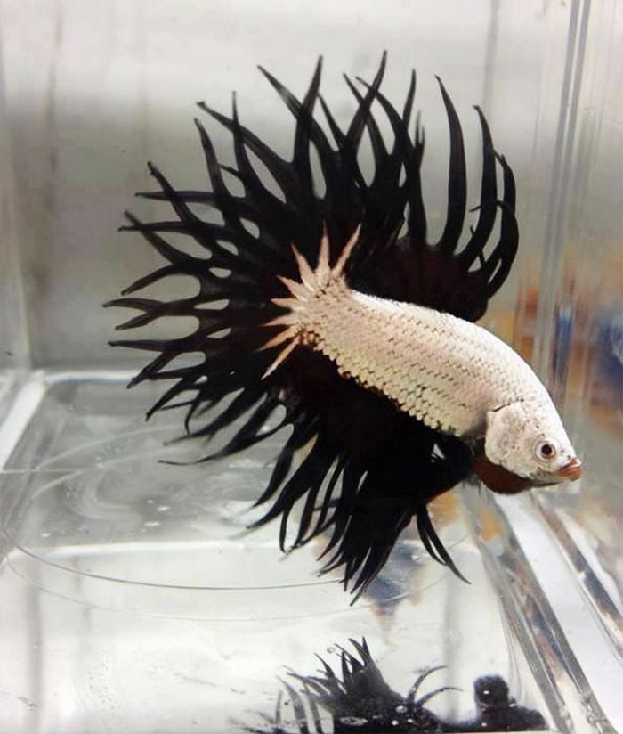 30隻平常一定都「在重金屬搖滾樂團兼差」的霸氣外露黑色系小動物！