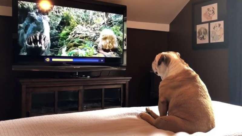 鬥牛犬超認真在看《金剛》　「英雄救美」瞬間它竟然跳起來歡呼