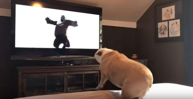 鬥牛犬超認真在看《金剛》　「英雄救美」瞬間它竟然跳起來歡呼