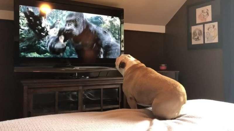 鬥牛犬超認真在看《金剛》　「英雄救美」瞬間它竟然跳起來歡呼