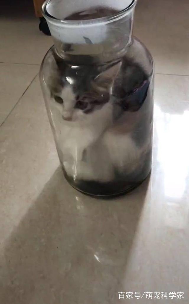 網友回家找不到愛貓，聽到貓叫過來一看，笑到扶牆走