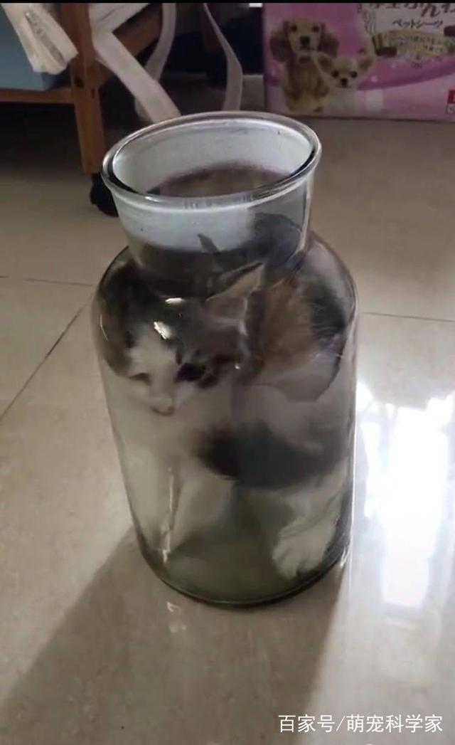 網友回家找不到愛貓，聽到貓叫過來一看，笑到扶牆走
