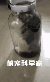網友回家找不到愛貓，聽到貓叫過來一看，笑到扶牆走