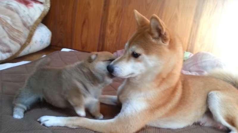柴犬寶寶一直揮手手打臉　媽媽一站起來秒變孬：對不起嘛～