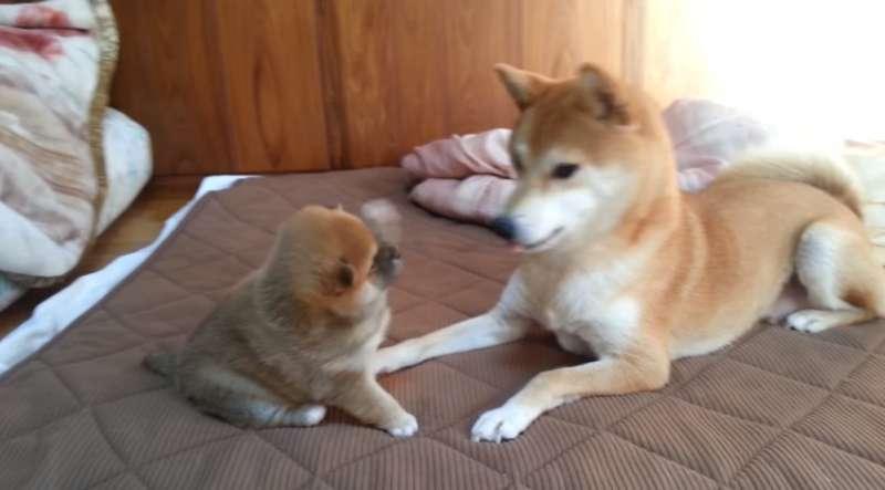 柴犬寶寶一直揮手手打臉　媽媽一站起來秒變孬：對不起嘛～