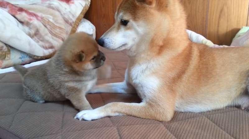 柴犬寶寶一直揮手手打臉　媽媽一站起來秒變孬：對不起嘛～