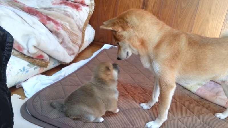 柴犬寶寶一直揮手手打臉　媽媽一站起來秒變孬：對不起嘛～