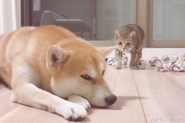 柴犬睡覺時察覺貓想偷襲，立馬處於戰鬥狀態，結果貓：借過，借過 