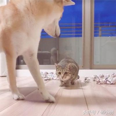 柴犬睡覺時察覺貓想偷襲，立馬處於戰鬥狀態，結果貓：借過，借過 