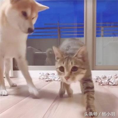 柴犬睡覺時察覺貓想偷襲，立馬處於戰鬥狀態，結果貓：借過，借過 