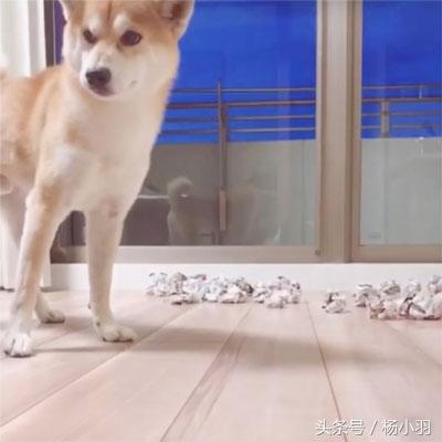柴犬睡覺時察覺貓想偷襲，立馬處於戰鬥狀態，結果貓：借過，借過 