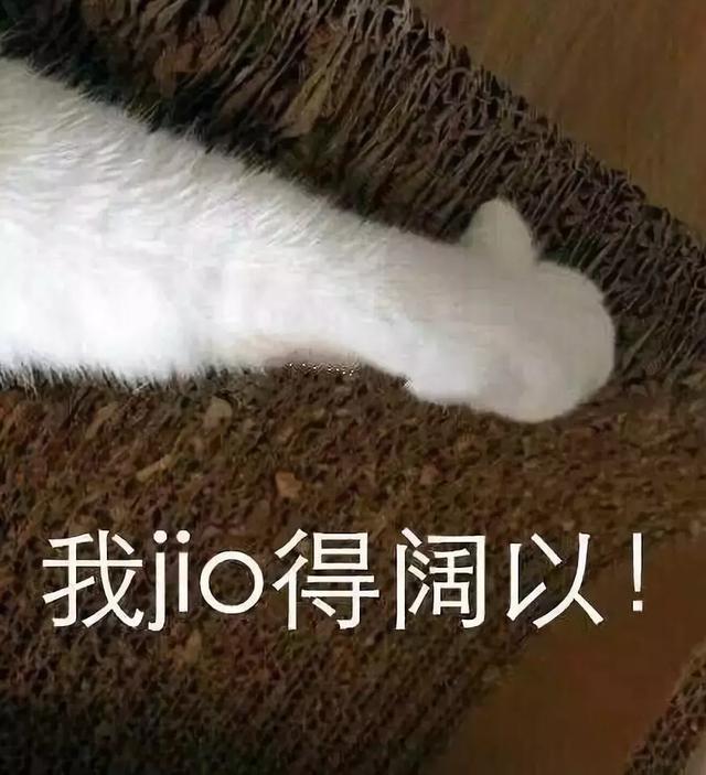 貓咪窗檯擺出神秘姿勢，鏟屎官發現貓咪在打暗號，貓咪：安全！ 
