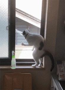 貓咪窗檯擺出神秘姿勢，鏟屎官發現貓咪在打暗號，貓咪：安全！ 