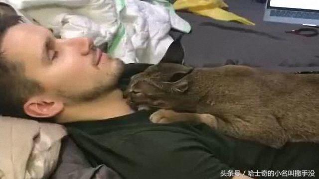 幸好養了只貓，要不然真解釋不清楚脖子上的口紅印咋來的 