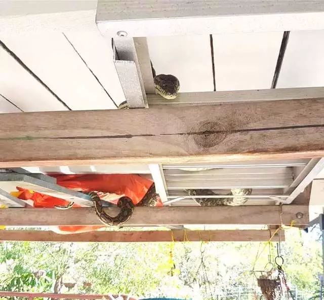 進車庫準備開車一抬頭卻看見大蟒蛇在盯著你，那是種怎樣的體驗？ 
