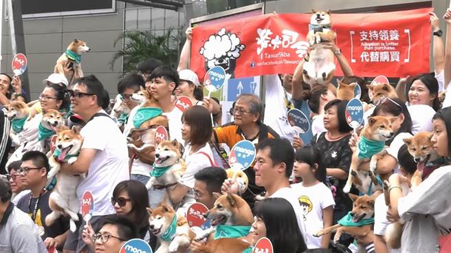 寵物展「寵」冠六宮！貓狗奴攜主子擠爆南港