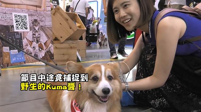 寵物展「寵」冠六宮！貓狗奴攜主子擠爆南港