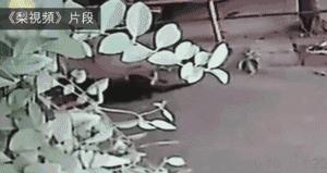 狗狗一路狂奔回家，當見到主人的時候，終於滿足地合上了眼睛