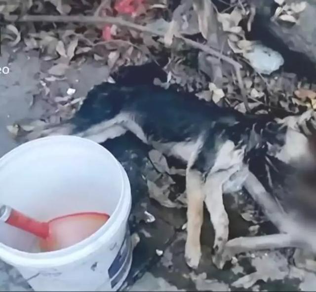 狗狗一路狂奔回家，當見到主人的時候，終於滿足地合上了眼睛