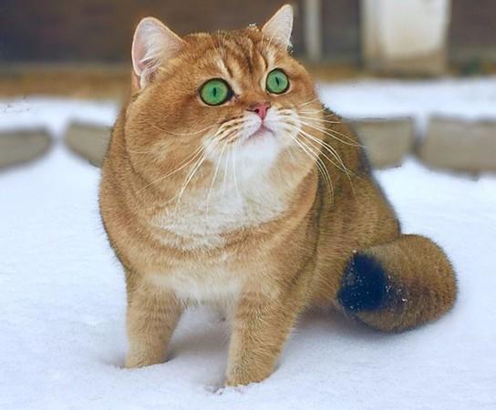 奶奶養大的？橘色銷魂大屁屁回頭：你以為我是柴犬喔？