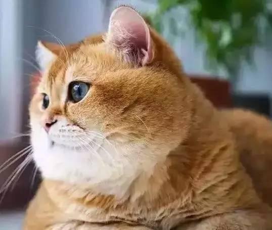 奶奶養大的？橘色銷魂大屁屁回頭：你以為我是柴犬喔？