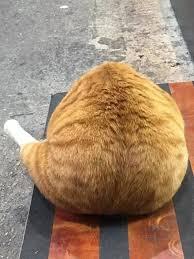 奶奶養大的？橘色銷魂大屁屁回頭：你以為我是柴犬喔？